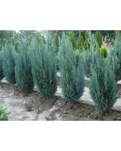 Кипарисовик Лавсона Блом | Chamaecyparis lawsoniana Blom | Кипарисовик Лавсона Блом