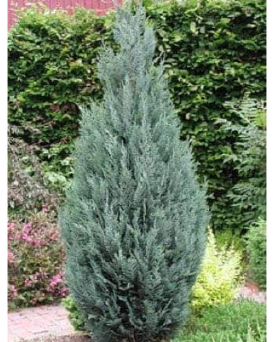 Кипарисовик Лавсона Блом | Chamaecyparis lawsoniana Blom | Кипарисовик Лавсона Блом