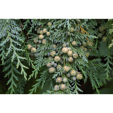 Кипарисовик Лавсона Блом | Chamaecyparis lawsoniana Blom | Кипарисовик Лавсона Блом
