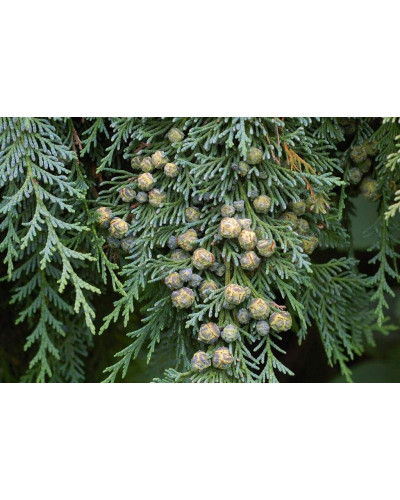 Кипарисовик Лавсона Блом | Chamaecyparis lawsoniana Blom | Кипарисовик Лавсона Блом