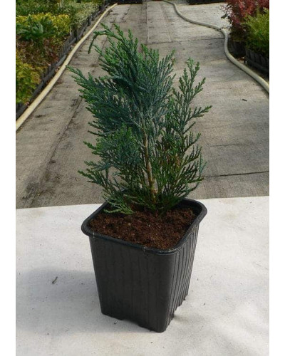 Кипарисовик Лавсона Блом | Chamaecyparis lawsoniana Blom | Кипарисовик Лавсона Блом