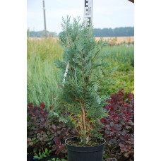 Кипарисовик Лавсона Блом | Chamaecyparis lawsoniana Blom | Кипарисовик Лавсона Блом