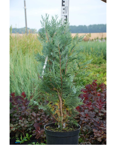 Кипарисовик Лавсона Блом | Chamaecyparis lawsoniana Blom | Кипарисовик Лавсона Блом