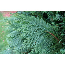 Кипарисовик Лавсона Блом | Chamaecyparis lawsoniana Blom | Кипарисовик Лавсона Блом