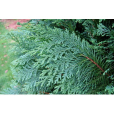 Кипарисовик Лавсона Блом | Chamaecyparis lawsoniana Blom | Кипарисовик Лавсона Блом