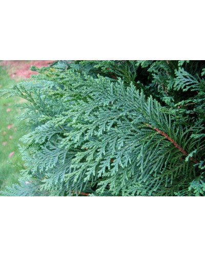 Кипарисовик Лавсона Блом | Chamaecyparis lawsoniana Blom | Кипарисовик Лавсона Блом