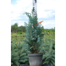 Кипарисовик Лавсона Блом | Chamaecyparis lawsoniana Blom | Кипарисовик Лавсона Блом