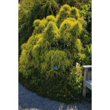 Кипарисовик горохоплідний Філіфера Ауреа Нана | Chamaecyparis pisifera Filifera Aurea Nana | Кипарисовик горохоплодный Филифера Ауреа Нана