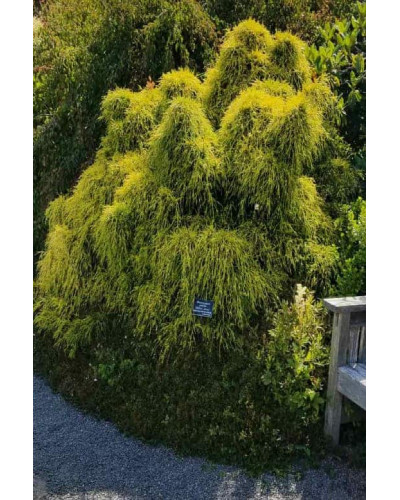 Кипарисовик горохоплідний Філіфера Ауреа Нана | Chamaecyparis pisifera Filifera Aurea Nana | Кипарисовик горохоплодный Филифера Ауреа Нана
