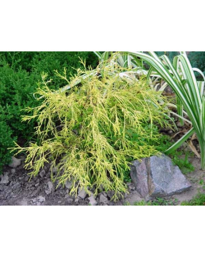 Кипарисовик горохоплідний Філіфера Ауреа Нана | Chamaecyparis pisifera Filifera Aurea Nana | Кипарисовик горохоплодный Филифера Ауреа Нана