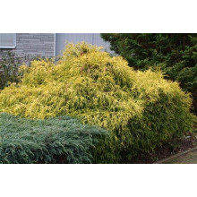 Кипарисовик горохоплідний Філіфера Ауреа Нана | Chamaecyparis pisifera Filifera Aurea Nana | Кипарисовик горохоплодный Филифера Ауреа Нана