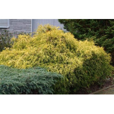 Кипарисовик горохоплідний Філіфера Ауреа Нана | Chamaecyparis pisifera Filifera Aurea Nana | Кипарисовик горохоплодный Филифера Ауреа Нана