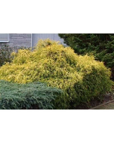 Кипарисовик горохоплідний Філіфера Ауреа Нана | Chamaecyparis pisifera Filifera Aurea Nana | Кипарисовик горохоплодный Филифера Ауреа Нана