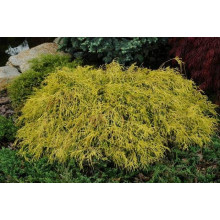 Кипарисовик горохоплідний Філіфера Ауреа Нана | Chamaecyparis pisifera Filifera Aurea Nana | Кипарисовик горохоплодный Филифера Ауреа Нана