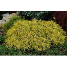 Кипарисовик горохоплідний Філіфера Ауреа Нана | Chamaecyparis pisifera Filifera Aurea Nana | Кипарисовик горохоплодный Филифера Ауреа Нана