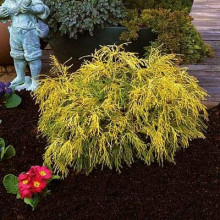 Кипарисовик горохоплідний Філіфера Ауреа Нана | Chamaecyparis pisifera Filifera Aurea Nana | Кипарисовик горохоплодный Филифера Ауреа Нана