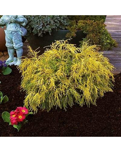 Кипарисовик горохоплідний Філіфера Ауреа Нана | Chamaecyparis pisifera Filifera Aurea Nana | Кипарисовик горохоплодный Филифера Ауреа Нана