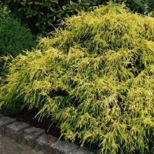 Кипарисовик горохоплідний Філіфера Ауреа Нана | Chamaecyparis pisifera Filifera Aurea Nana | Кипарисовик горохоплодный Филифера Ауреа Нана