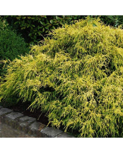 Кипарисовик горохоплідний Філіфера Ауреа Нана | Chamaecyparis pisifera Filifera Aurea Nana | Кипарисовик горохоплодный Филифера Ауреа Нана