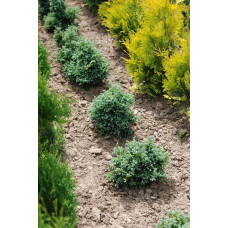 Кипарисовик горохоплідний Бульвар / Булевард | Chamaecyparis pisifera Boulevard | Кипарисовик горохоплодный Бульвар / Булевард
