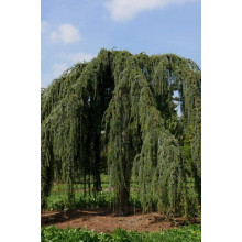 Кедр ліванський Пендула | Cedrus libani Pendula | Кедр ливанский Пендула