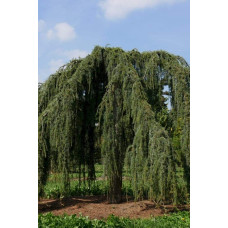 Кедр ліванський Пендула | Cedrus libani Pendula | Кедр ливанский Пендула