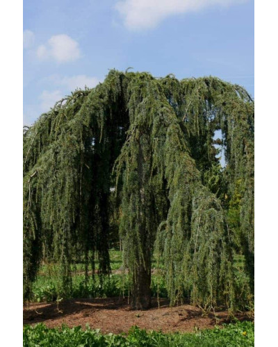 Кедр ліванський Пендула | Cedrus libani Pendula | Кедр ливанский Пендула