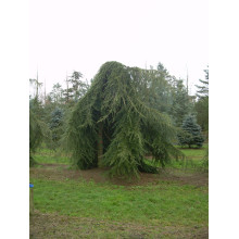Кедр ліванський Пендула | Cedrus libani Pendula | Кедр ливанский Пендула