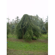 Кедр ліванський Пендула | Cedrus libani Pendula | Кедр ливанский Пендула