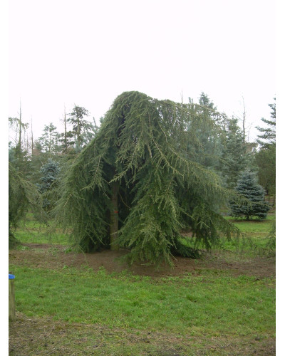 Кедр ліванський Пендула | Cedrus libani Pendula | Кедр ливанский Пендула