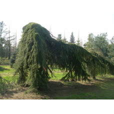 Кедр ліванський Пендула | Cedrus libani Pendula | Кедр ливанский Пендула