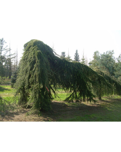 Кедр ліванський Пендула | Cedrus libani Pendula | Кедр ливанский Пендула
