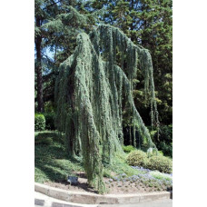 Кедр ліванський Атлантика Пендула | Cedrus libani Atlantica Pendula | Кедр ливанский Атлантика Пендула