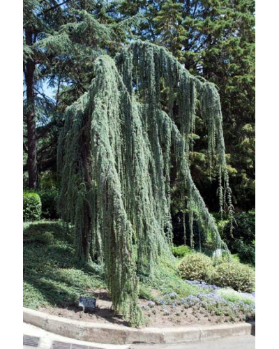 Кедр ліванський Атлантика Пендула | Cedrus libani Atlantica Pendula | Кедр ливанский Атлантика Пендула