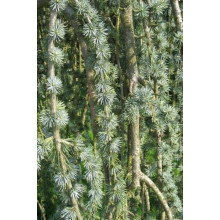 Кедр ліванський Атлантика Пендула | Cedrus libani Atlantica Pendula | Кедр ливанский Атлантика Пендула
