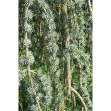 Кедр ліванський Атлантика Пендула | Cedrus libani Atlantica Pendula | Кедр ливанский Атлантика Пендула