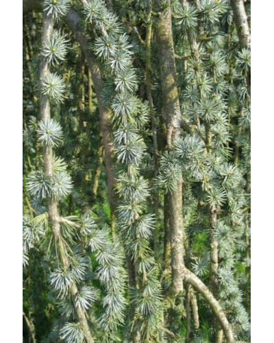 Кедр ліванський Атлантика Пендула | Cedrus libani Atlantica Pendula | Кедр ливанский Атлантика Пендула