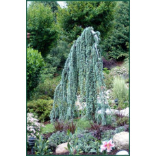 Кедр ліванський Атлантика Пендула | Cedrus libani Atlantica Pendula | Кедр ливанский Атлантика Пендула