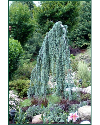 Кедр ліванський Атлантика Пендула | Cedrus libani Atlantica Pendula | Кедр ливанский Атлантика Пендула
