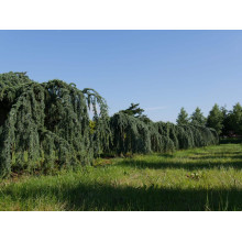 Кедр ліванський Атлантика Пендула | Cedrus libani Atlantica Pendula | Кедр ливанский Атлантика Пендула