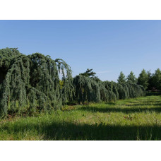Кедр ліванський Атлантика Пендула | Cedrus libani Atlantica Pendula | Кедр ливанский Атлантика Пендула