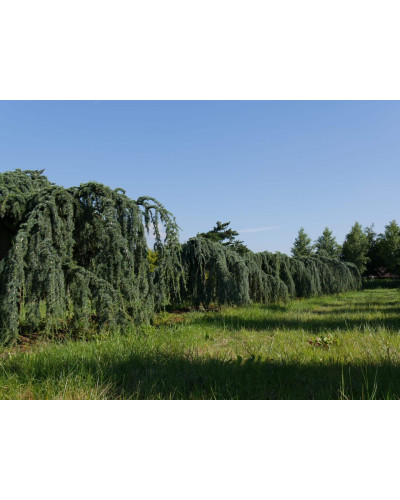 Кедр ліванський Атлантика Пендула | Cedrus libani Atlantica Pendula | Кедр ливанский Атлантика Пендула
