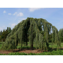 Кедр ліванський Атлантика Пендула | Cedrus libani Atlantica Pendula | Кедр ливанский Атлантика Пендула