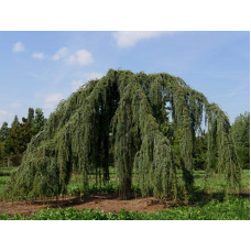 Кедр ліванський Атлантика Пендула | Cedrus libani Atlantica Pendula | Кедр ливанский Атлантика Пендула