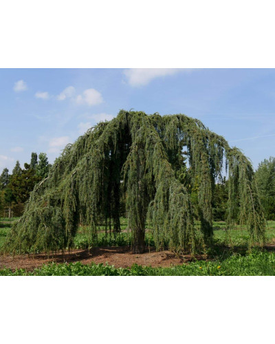 Кедр ліванський Атлантика Пендула | Cedrus libani Atlantica Pendula | Кедр ливанский Атлантика Пендула