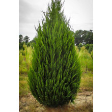 Ялівець китайський Спартан | Juniperus chinensis Spartan | Можжевельник китайский Спартан