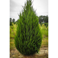 Ялівець китайський Спартан | Juniperus chinensis Spartan | Можжевельник китайский Спартан