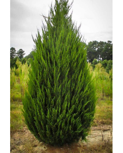 Ялівець китайський Спартан | Juniperus chinensis Spartan | Можжевельник китайский Спартан