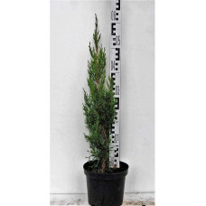 Ялівець китайський Спартан | Juniperus chinensis Spartan | Можжевельник китайский Спартан