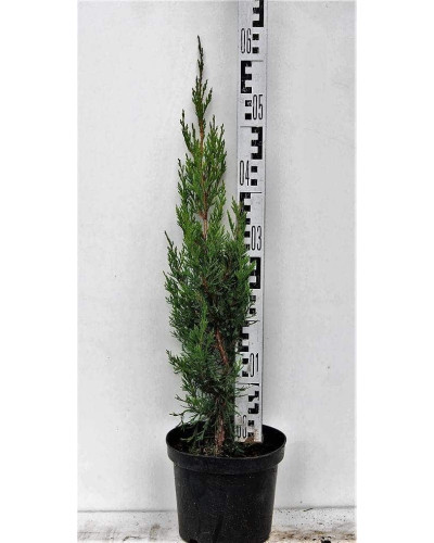 Ялівець китайський Спартан | Juniperus chinensis Spartan | Можжевельник китайский Спартан